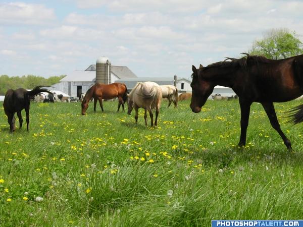 Spring Graze